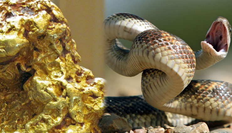 सोनभद्र : आसान नहीं होगा सरकार के लिए सोना निकालना, दुनिया के जहरीले 'सांपों' का है बसेरा