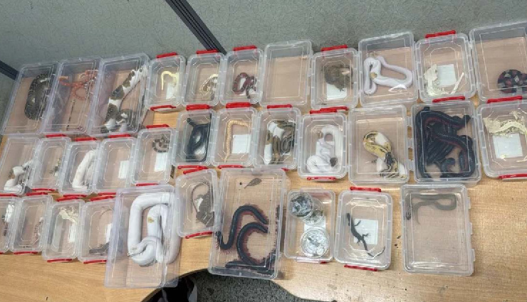 दिल्ली एयरपोर्ट : दुर्लभ जीवों को अवैध रूप से भारत लाने की कोशिश, 22 सांप, 23 छिपकली समेत 14 विदेशी कीड़ों की तस्करी; 3 गिरफ्तार