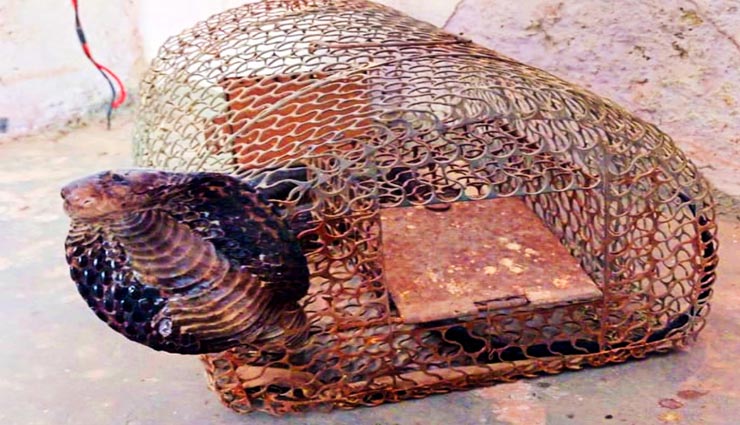 उदयपुर : चूहे को पकड़ने के लिए लगाया पिंजरा और फंस गया काला सांप, पिंजरे को पड़ा काटना