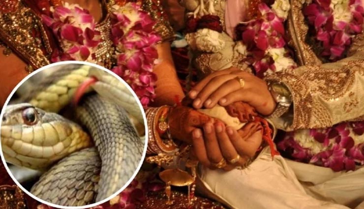 यहां दहेज़ में पैसे नहीं बल्कि दिए जाते हैं 21 जहरीले सांप, जानकारी हैरान करने वाली