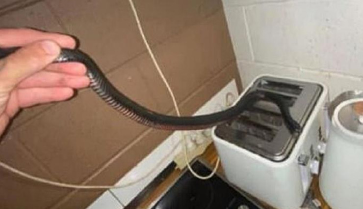 सुबह नाश्ता बनाने किचन में गई महिला, तभी टोस्टर के पीछे से निकला काला जहरीला सांप