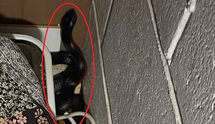 australia,woman,snake,toaster,kitchen,news