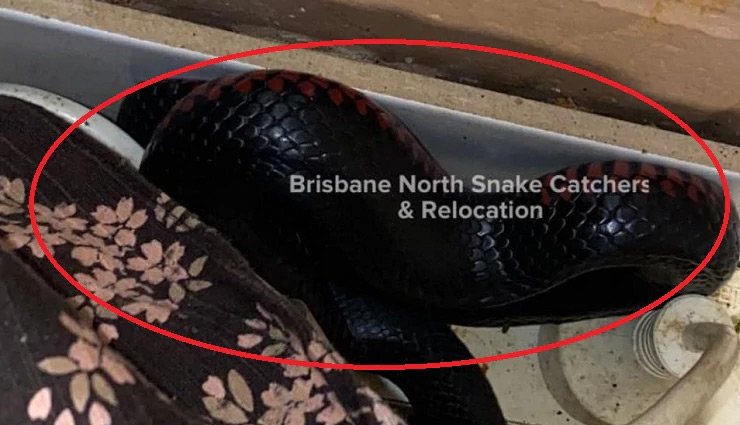 australia,woman,snake,toaster,kitchen,news