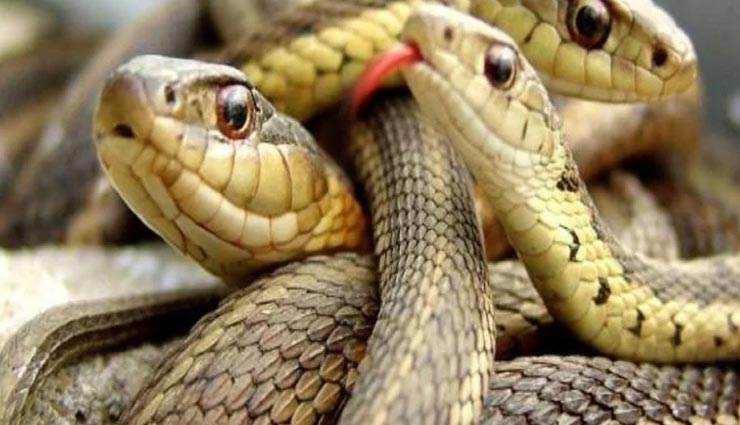 जहरीले सांपों के बीच रहने के बावजूद इस अनोखे गांव में किसी को सर्पदंश नहीं weird news,weird village,weird story of nagchun,village in madhya pradesh,village of snake