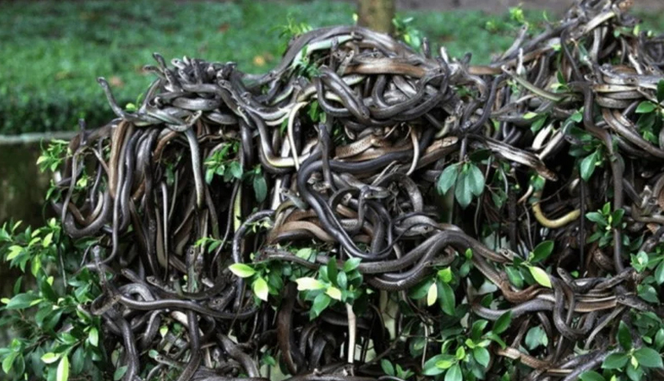 सांपों के इस आइलैंड से जिंदा आना एक सपने जैसा