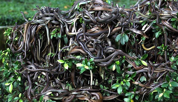 holidays,snake island australia,aokigahara forest japan,area 51 us,moscow metro 2,north sentinal island