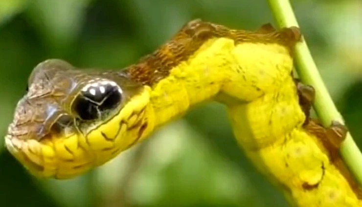 caterpillar,caterpillar mimics snake,caterpillar video