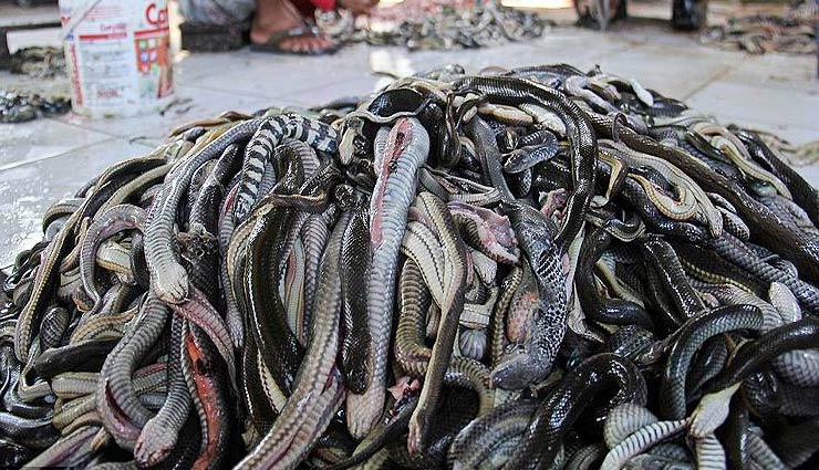 कोरोना वायरस : ये है सांपों की मंडी, हर अंग का होता है व्यापार