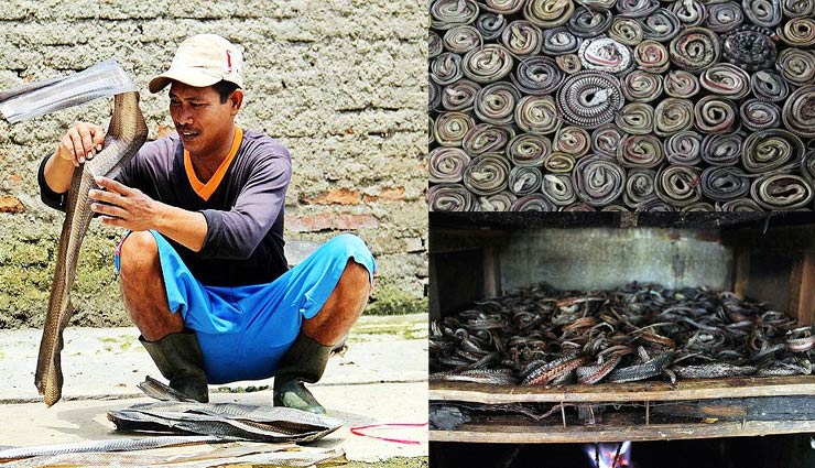 कोरोना वायरस : ये है सांपों की मंडी, हर अंग का होता है व्यापार coronavirus,china,indonesia,snake,snake market,weird news