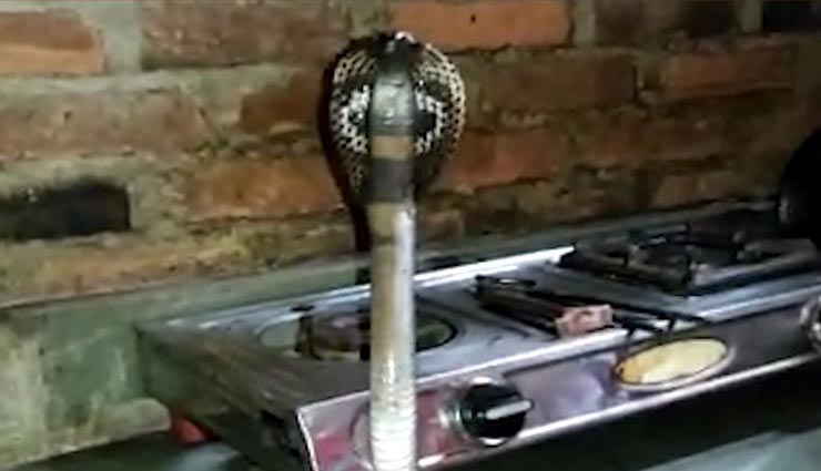 कोटा : गैस चूल्हे के पास फन फैलाए बैठे ब्लैक कोबरा को देख सभी की सिट्टी-पिट्टी हुई गुल, दहशत में परिवार