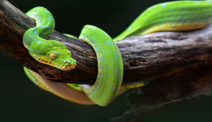 astrology tips,astrology tips in hindi,snakes omens