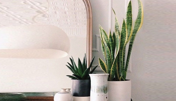 bedroom plants,household tips,home decor,plants for sound sleep