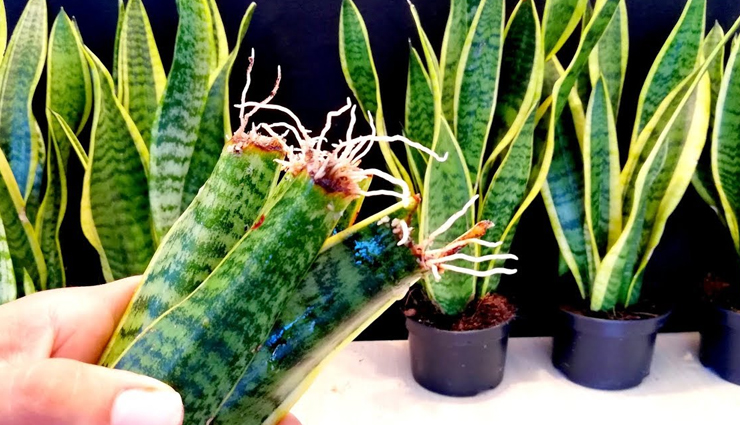 indoor plants best for your home,indoor plants,house plants,beast indoor plants,household tips,gardening tips,home decor tips