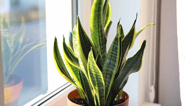 indoor plants for lung health,lung-friendly houseplants,air-purifying indoor plants,plants to improve indoor air quality,lung health and indoor gardening,indoor plants for respiratory health,houseplants for clean air,best indoor plants for lung health,lung-supporting houseplants,indoor plants for cleaner breathing