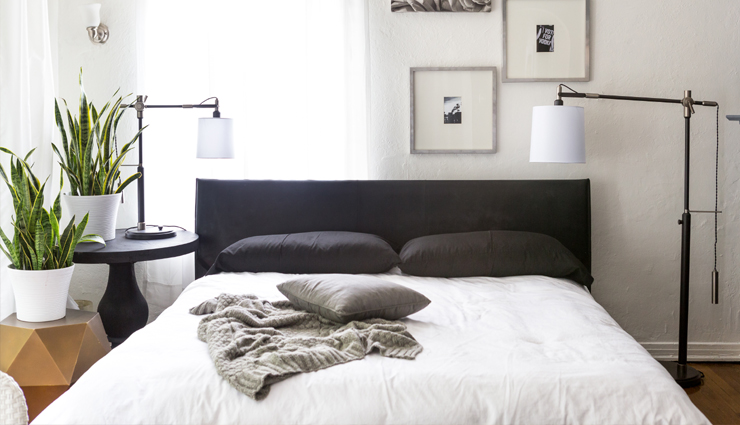 snake plant,snake plant in bedroom,snake plant healthy for you,Health,Health tips