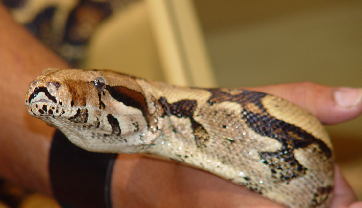 इस रेस्टोरेंट में जहरीले सांपों का खून और जहर पीने आते हैं लोग, फिर भी नहीं होती मौत...