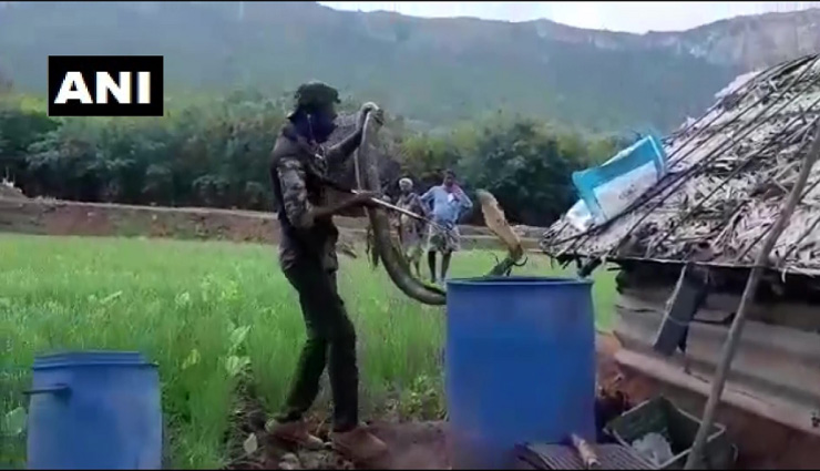 weird news,weird incident,15 feet long king kobra,social media