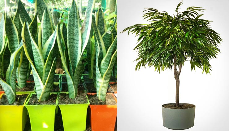 घर में ठंडक पैदा करेंगे ये प्लांट्स, गर्मियों के लिए रहेंगे बेस्ट