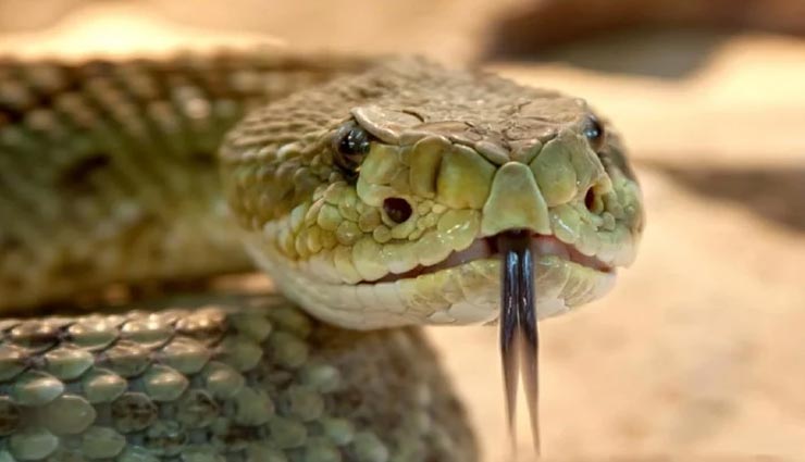 जहरीले सांपों की खेती वाला गांव, 30 लाख से ज्यादा वैरायटी weird news,weird information,weird village,zisiqiao village china,snake farming