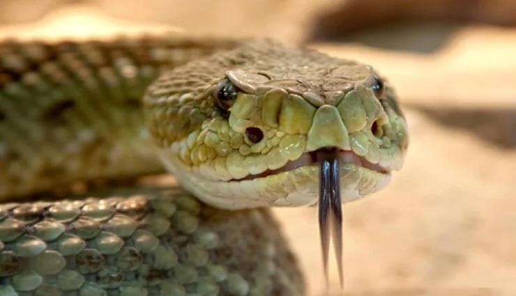 जहरीले सांपों के बीच रहने के बावजूद इस अनोखे गांव में किसी को सर्पदंश नहीं