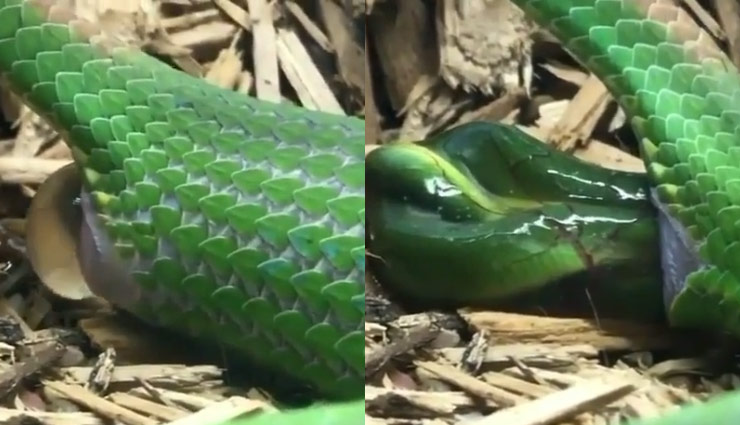 Video: विशालकाय मादा सांप ने दिया अपने बेबी को जन्म, कैमरे में हुआ कैद