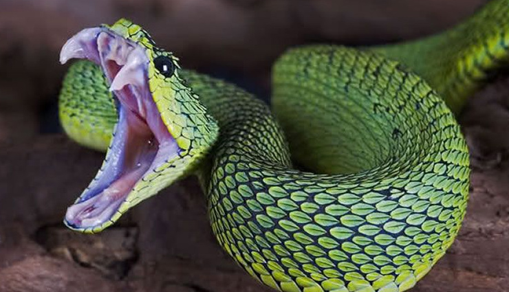 snakes,snakes astrology,astrology tips