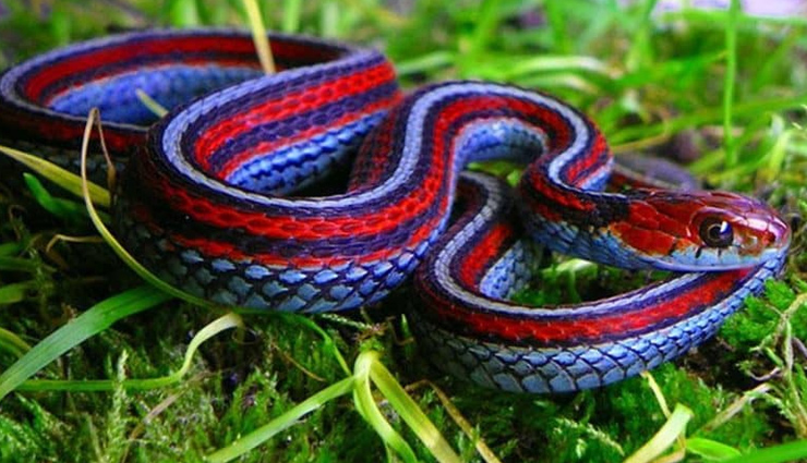 अमीर व्यक्ति को सांप पेड़ से उतरते दिखे तो समझो होने वाली है धन की हानि, जाने कुछ और बातें