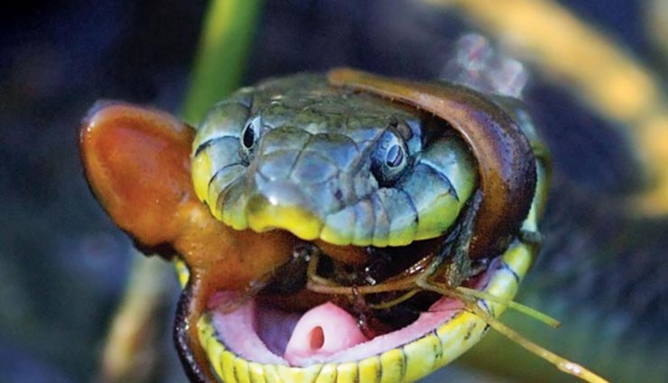 successful marriage life,parents gives snake to bride,snake in dowry,bride groom,dangerous,snake in gift,marriage dowry,snakes,poisonous snakes,weird news in hindi,weird news,ajab gajab