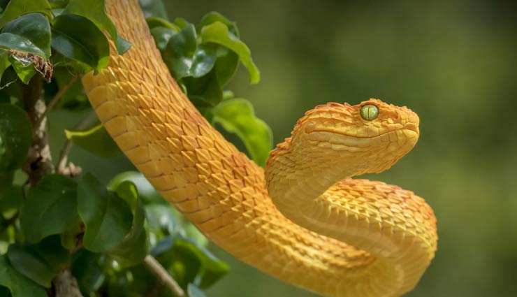 आखिर इस देश में क्यों नहीं पाया जाता हैं एक भी सांप, वजह हैरान करने वाली 