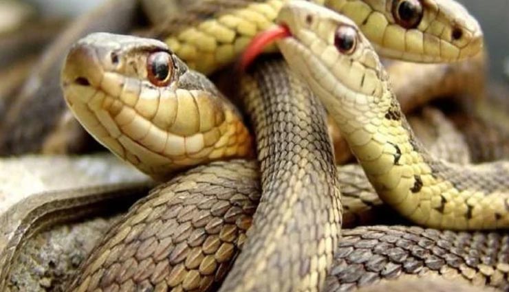 weird news,weird story,snake tongue cut in two parts,snake facts,mahabharat story