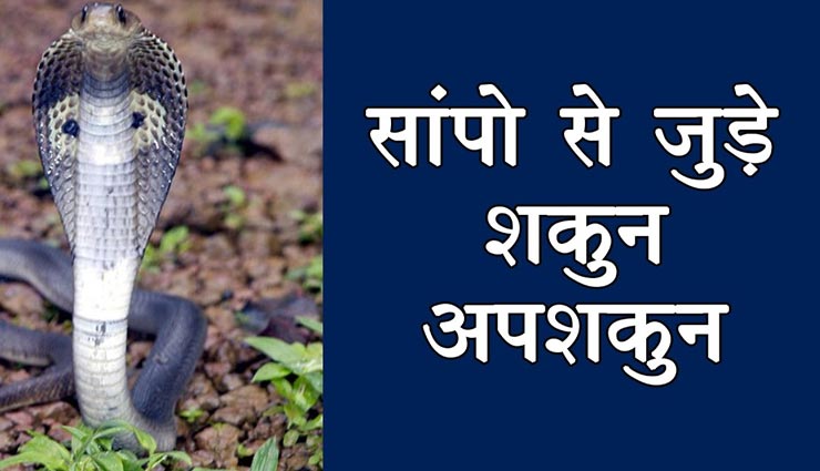 नाग-नागिन के प्रेम में विघ्न पड़ना बड़ा अपशकुन, जानें ज्योतिष में सांपों से जुड़े संकेत 