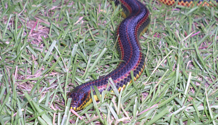 species of keelback,species of bronzeback sankes,species of snakes in india,india,snakes
