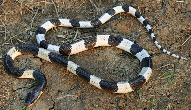 saw-scaled viper,king cobra,inland taipan,blue krait,black mamba,tiger snake,dangerous snakes in the world,snakes