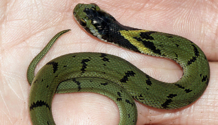 species of keelback,species of bronzeback sankes,species of snakes in india,india,snakes