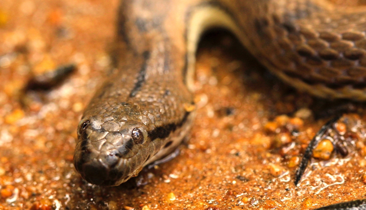 species of keelback,species of bronzeback sankes,species of snakes in india,india,snakes