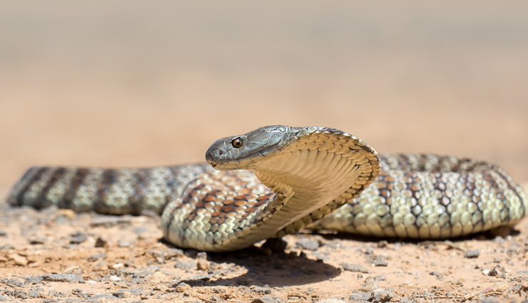 saw-scaled viper,king cobra,inland taipan,blue krait,black mamba,tiger snake,dangerous snakes in the world,snakes