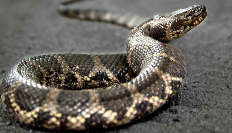species of keelback,species of bronzeback sankes,species of snakes in india,india,snakes