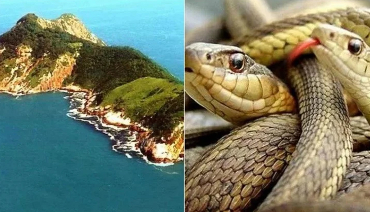 weird news,weird place,weird island,most dangerous place,snake island
