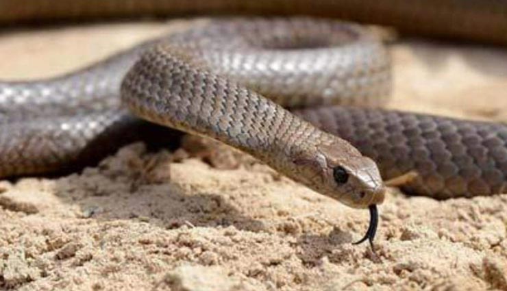 Health tips,health tips in hindi,home remedies treatment,treatment on animal bite