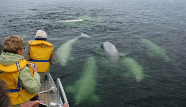 snorkeling sites,snorkeling sites in the world,churchill,manitoba,canada,belugas,mayan riviera,mexico,cenotes,rock islands,palau,jellyfish lake,grenada,west indies,underwater museum,campbell river,british columbia,canada,salmon