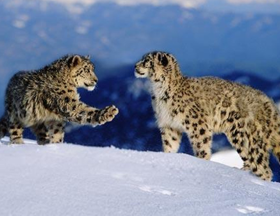 Arunachal Pradesh Captures Glimpse of Snow Leopard For The First Time