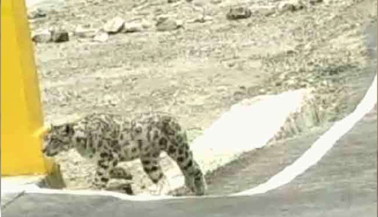 12000 फीट की ऊंचाई पर दिखा ये दुर्लभ जीव, तस्वीरें वायरल