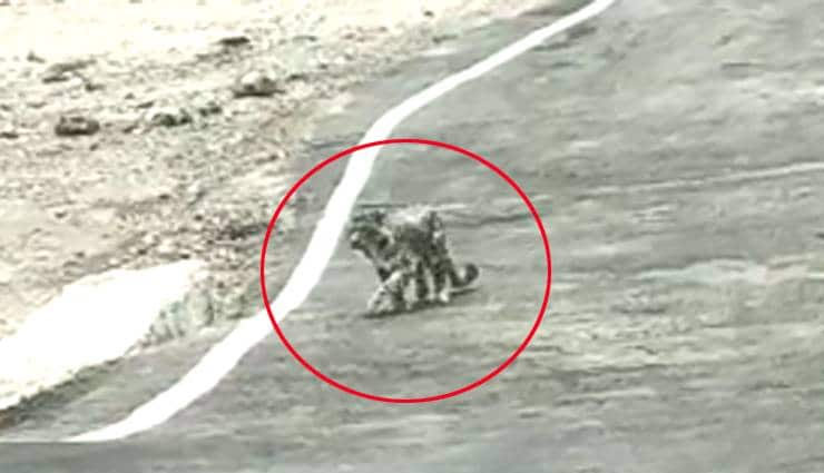 12000 फीट की ऊंचाई पर दिखा ये दुर्लभ जीव, तस्वीरें वायरल snow leopard,nelong valley,uttarkashi,uttarakhand,rare breed,weird news,weird story