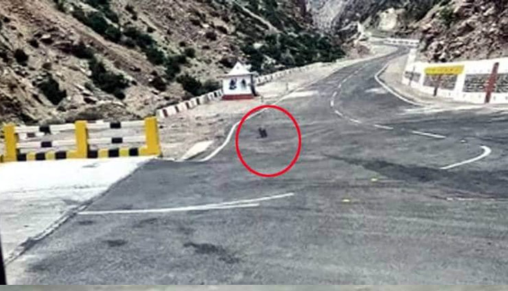 12000 फीट की ऊंचाई पर दिखा ये दुर्लभ जीव, तस्वीरें वायरल snow leopard,nelong valley,uttarkashi,uttarakhand,rare breed,weird news,weird story