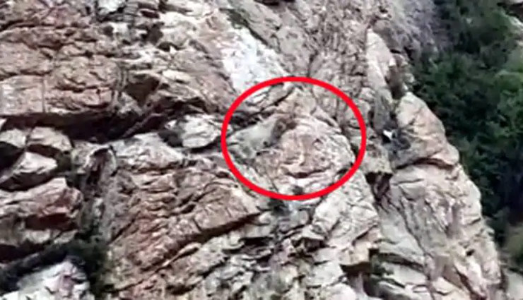 12000 फीट की ऊंचाई पर दिखा ये दुर्लभ जीव, तस्वीरें वायरल snow leopard,nelong valley,uttarkashi,uttarakhand,rare breed,weird news,weird story