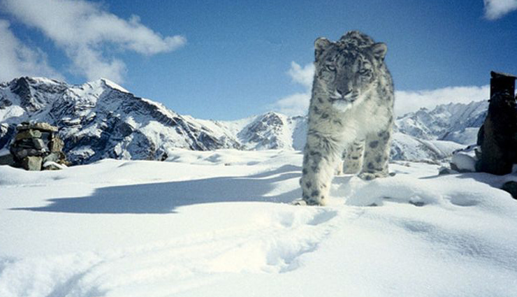 snow leopard in india,where to see snow leopards in india,best places to spot snow leopards,snow leopard sighting india,wildlife tourism in india,snow leopard habitat,hemis national park snow leopards,spiti valley snow leopard trek,best time to see snow leopards,endangered wildlife in india