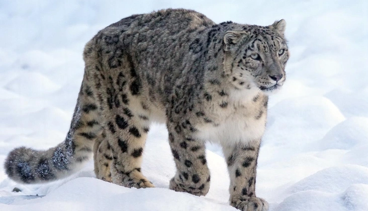 himalayan treks india,top indian treks,best himalayan hikes,adventure trekking in himalayas,indian trekking tours,high altitude treks,cultural trekking holidays,top mountain trails india,trekking packages himalayas,himalayan adventure travel