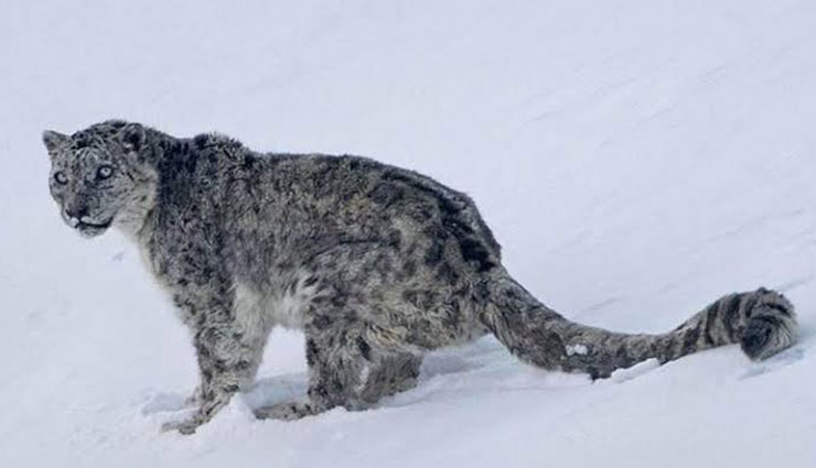 snow leopard in india,snow leopard,hemis national park,jammu and kashmir,kibber wildlife sanctuary,himachal pradesh,nanda devi biosphere reserve,uttarakhand,dibang wildlife sanctuary,arunachal pradesh,khangchendzonga national park,sikkim