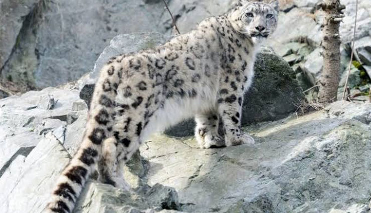 5 Places To Spot Snow Leopard in India