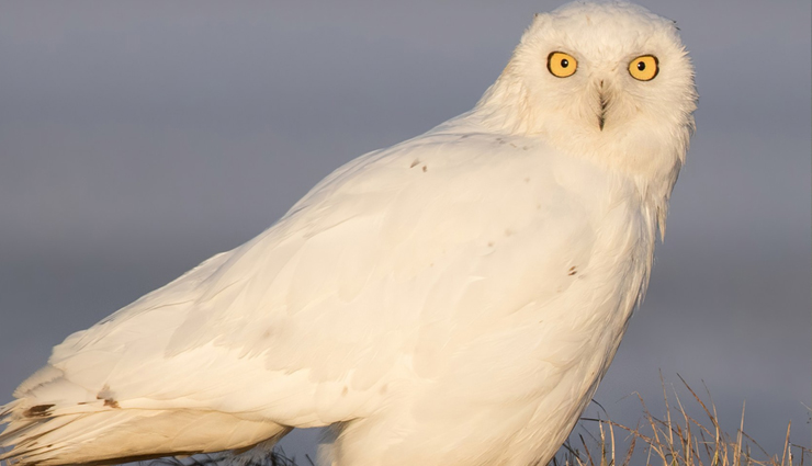 fascinating owl species,remarkable owl species,captivating owl species,enigmatic owl species,iconic owl species,owl species worldwide,diverse owl species,types of owls,owl species characteristics,owl species adaptations